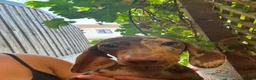Miniature Dachshund dogs for sale: Miniature dachshund puppies  - Advert 12