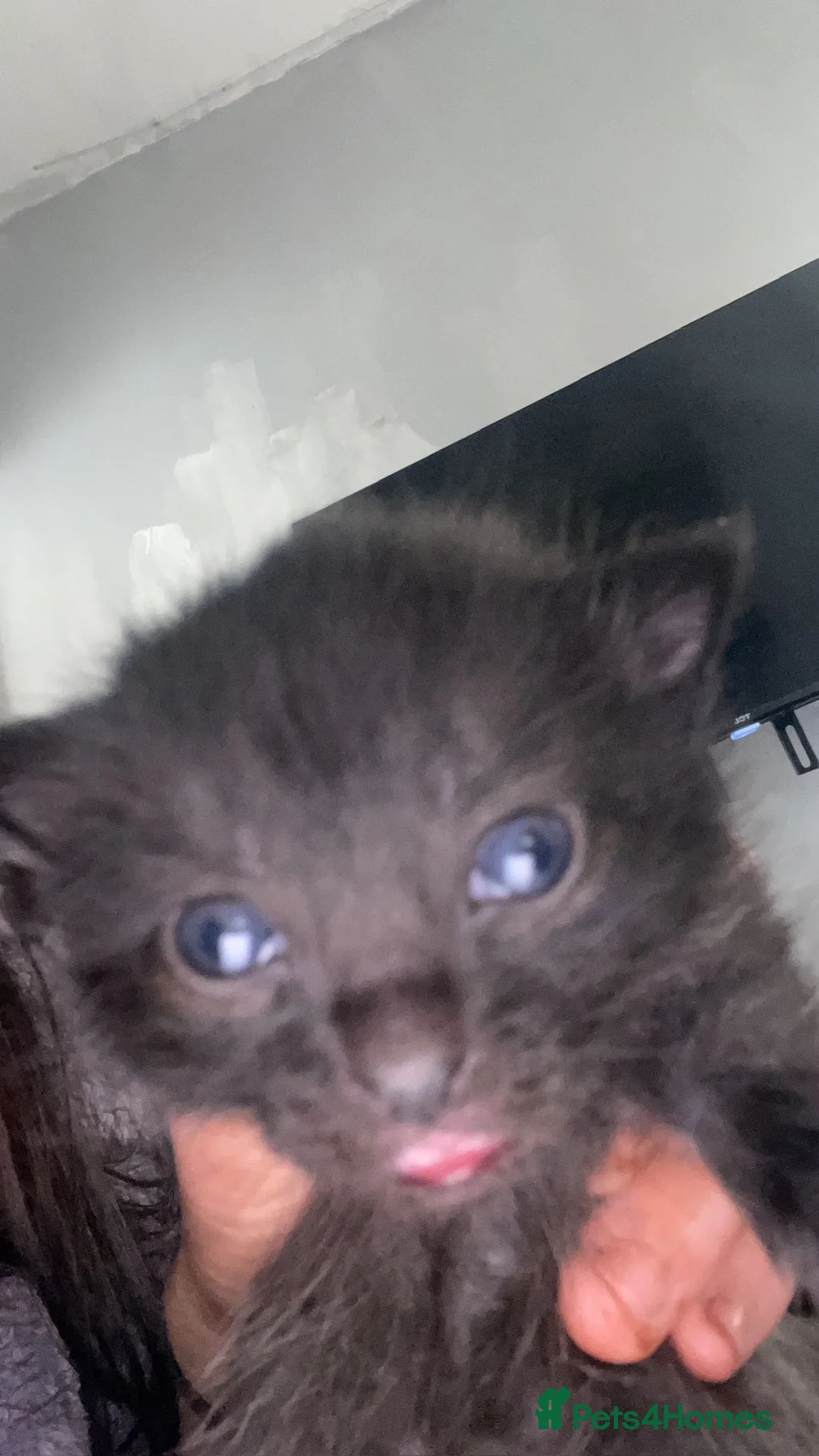 Mixed Breed cats for sale: Kittens  - Advert 2