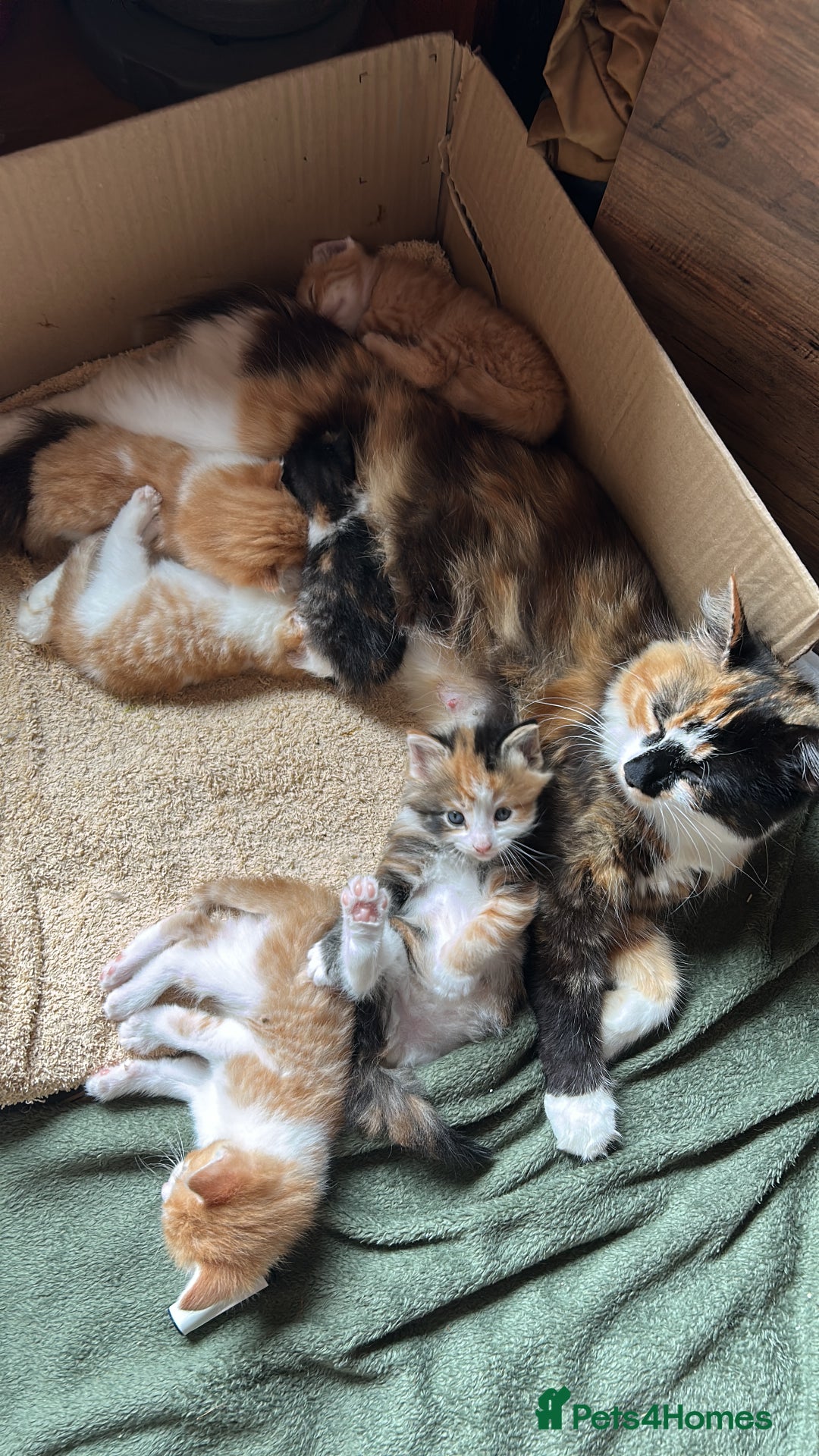British Longhair cats for sale: 2 beautiful fluffy ginger kittens  - Image 2