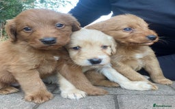 Labradoodle dogs for sale: Miniature F1 labradoodle  - Image 5