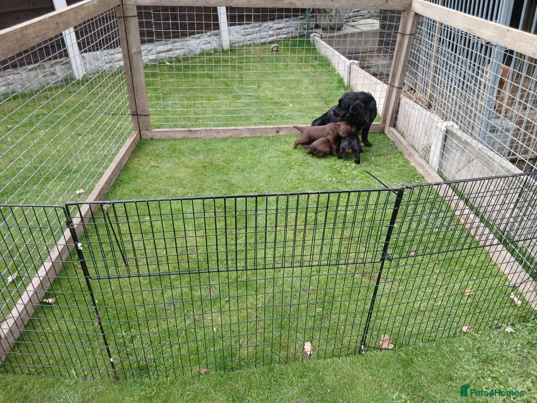 Cocker Spaniel dogs for sale: Cocker spaniels pups - Advert 2