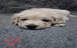 Golden Retriever dogs for sale: Stunning Cream Golden Retriever Puppies - Image 4