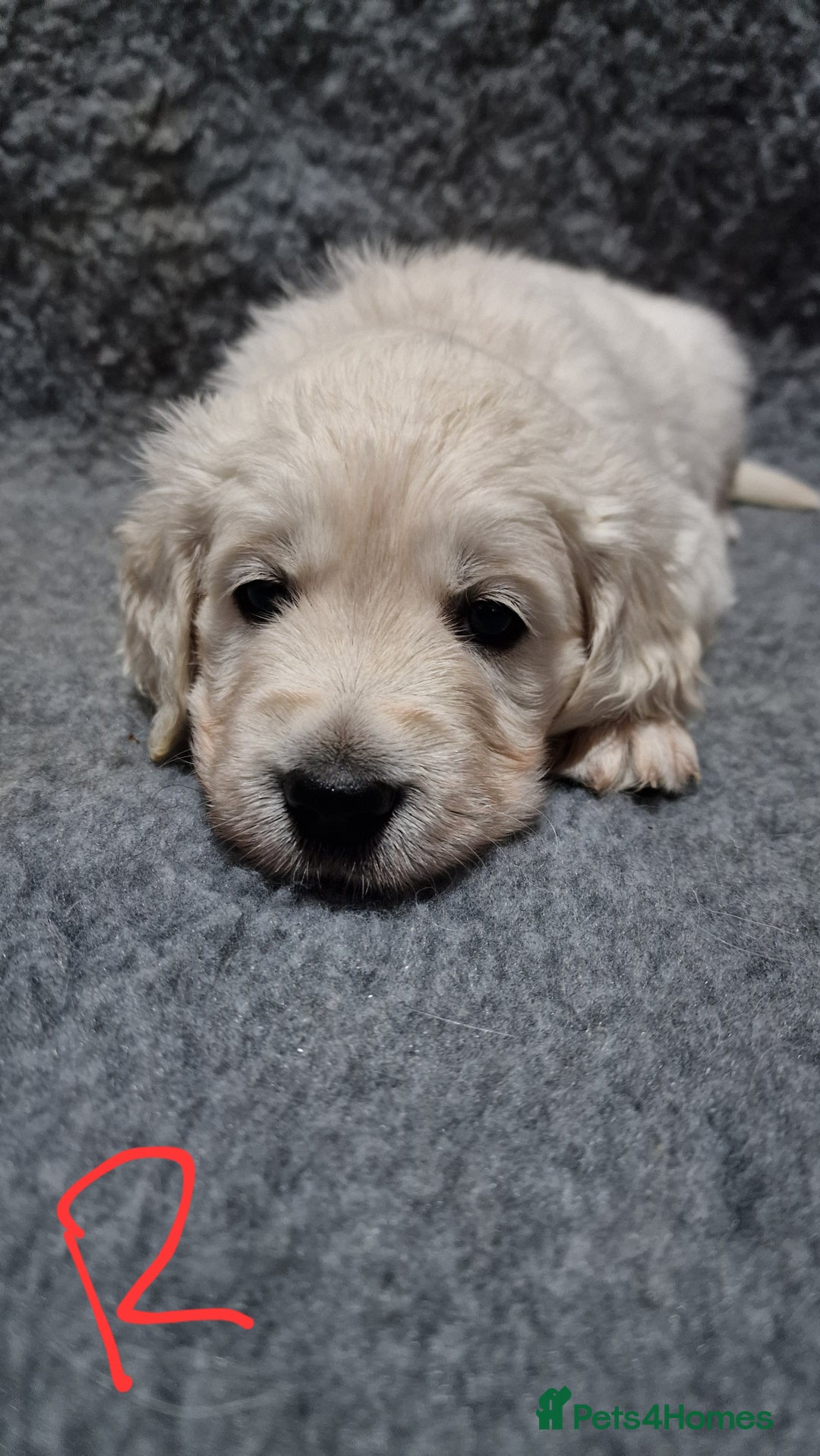 Golden Retriever dogs for sale: Stunning Cream Golden Retriever Puppies - Image 4