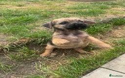 Border Terrier dogs for sale: Border Terrier Pups ready to go vet checked  in Bradford - Image 12