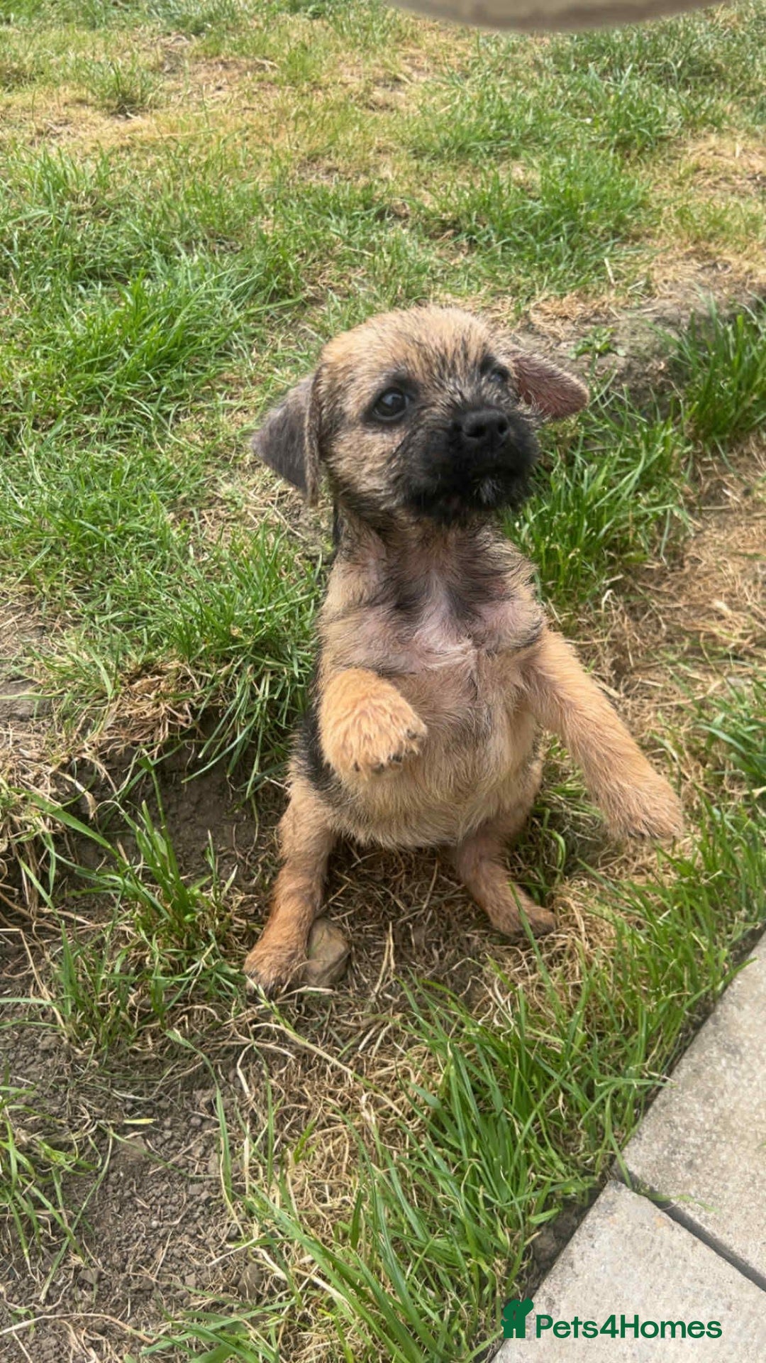 Border Terrier dogs for sale: Border Terrier Pups ready to go vet checked  in Bradford - Image 12