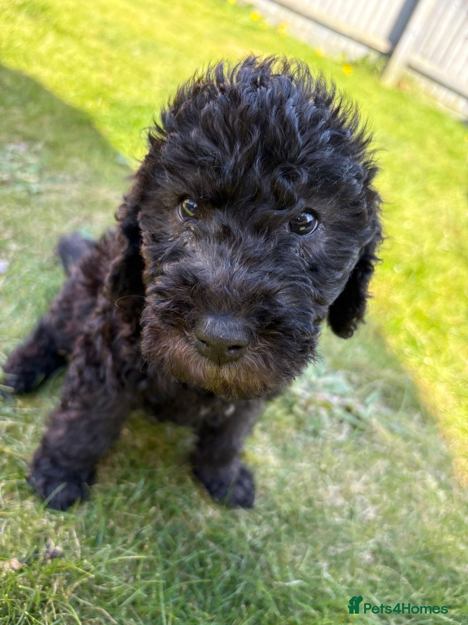 Bedlington Terrier dogs Bedlington terrier puppy - Advert 3