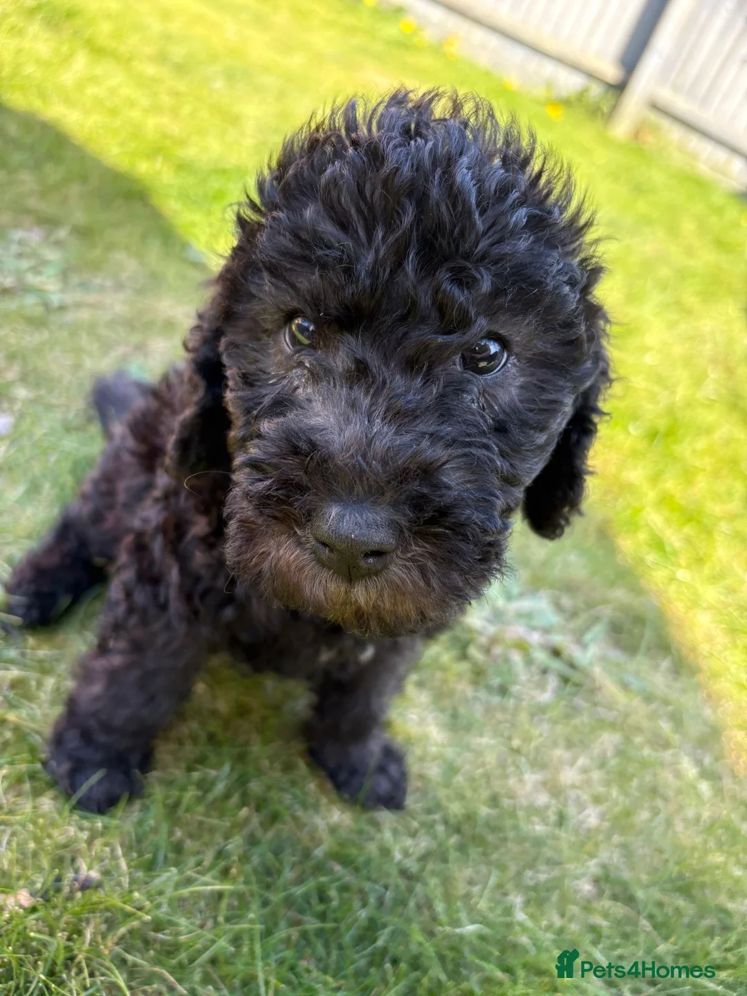 Bedlington Terrier dogs for sale: Bedlington terrier puppy in Peterborough - Advert 1