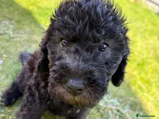 Bedlington Terrier dogs Bedlington terrier puppy - Advert 3