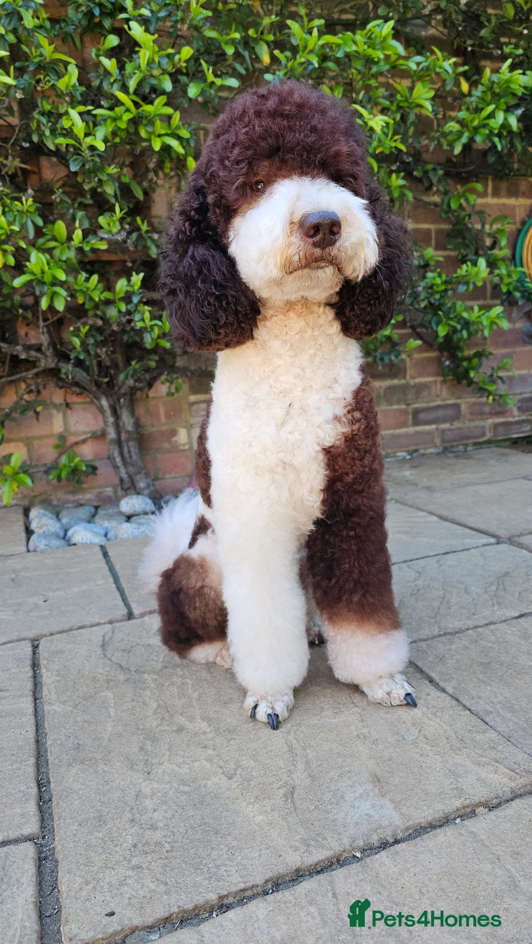 Poodle dogs for stud: STUNNING FULLY HEALTH TESTED MOYEN POODLE🐾  - Advert 2