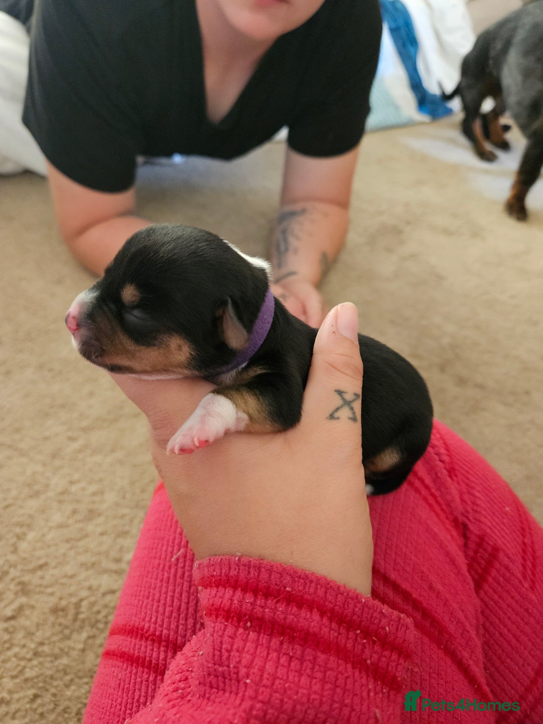 Mixed Breed dogs for sale: Chiweenie Puppies  - Image 13