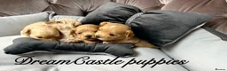 Maltipoo dogs for sale: Tiny maltipoo puppies Asian poodle dad  - Advert 25