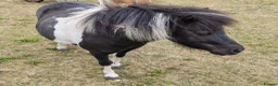 Shetland pony horses for sale: Beautiful mini shetland mare - Advert 4