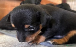Mixed Breed dogs for sale: Jackawawa - Image 5