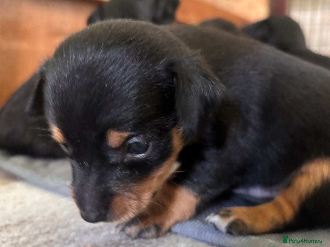 Mixed Breed dogs for sale: Jackawawa - Image 5