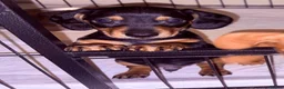 Miniature Dachshund dogs for sale: Reduced READY NOW Beautiful unique babies  - Advert 6