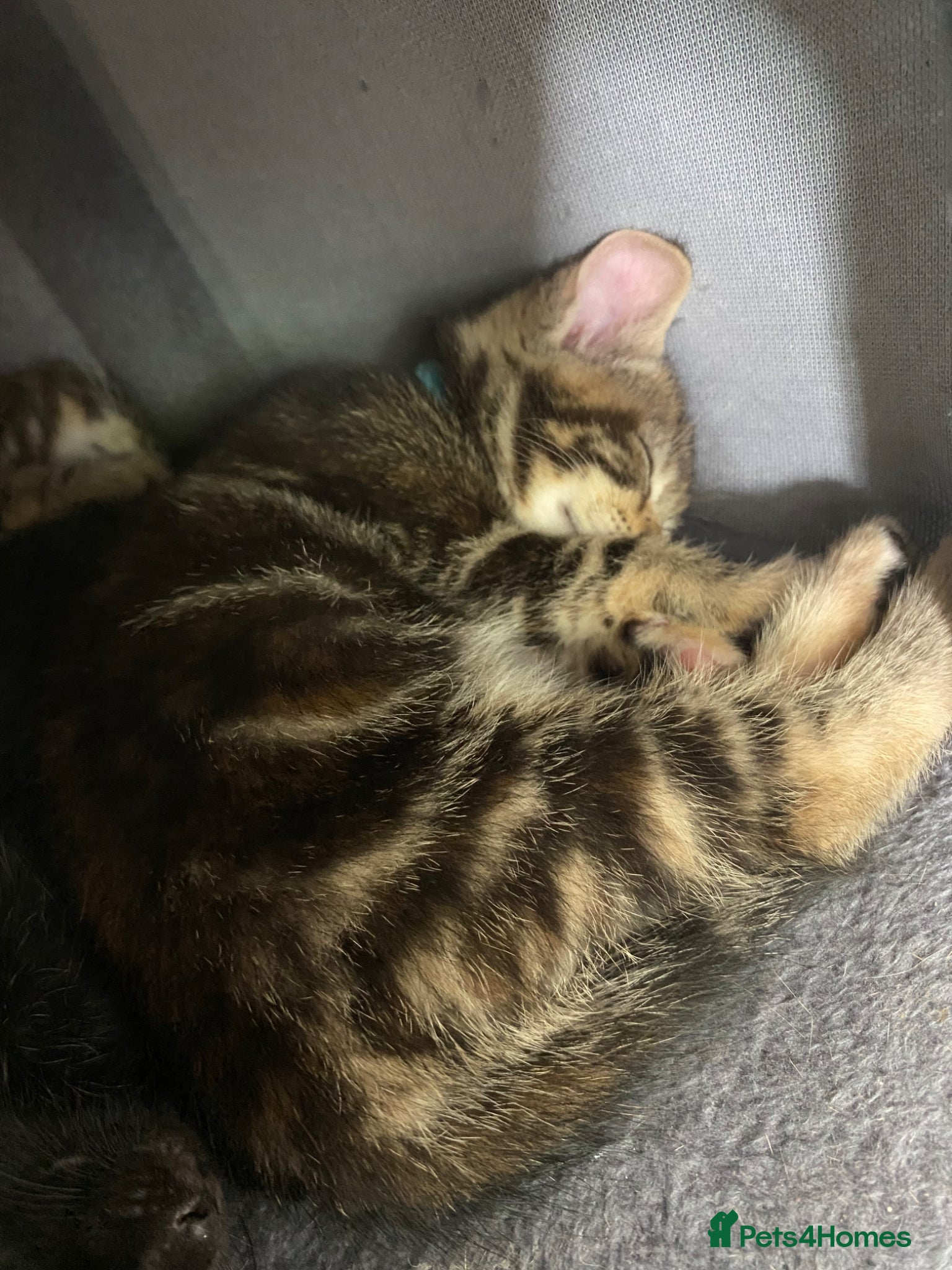 Mixed Breed cats Last two female bengal x ASH x Bombaykittens 🐱 - Advert 14