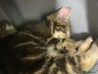 Mixed Breed cats Last two female bengal x ASH x Bombaykittens 🐱 - Advert 14