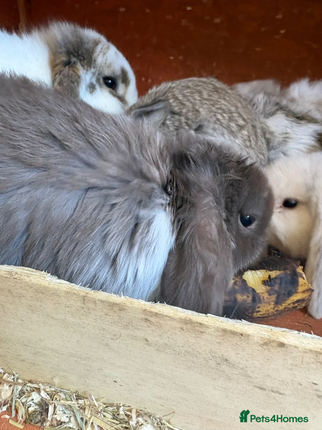 Mini Lop rabbits for sale: 2 female mini lops - Advert 1
