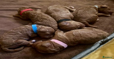 Cavapoo dogs 6 week old Beautiful Red F1BB Cavapoo Puppies  - Advert 3