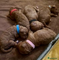 Cavapoo dogs 6 week old Beautiful Red F1BB Cavapoo Puppies - Advert 4