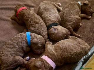 Cavapoo dogs - Advert 21