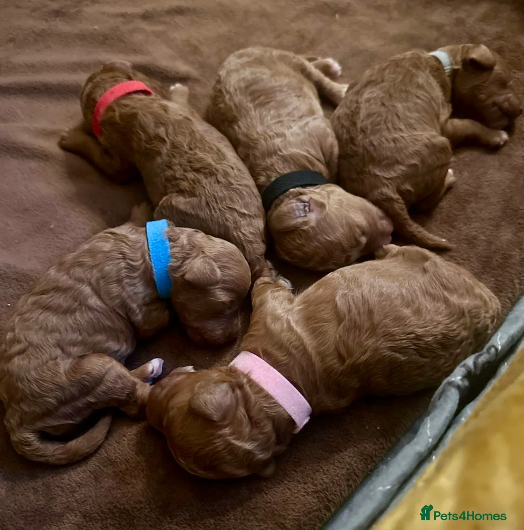 Cavapoo dogs for sale: 1 boy left! Ready 11th December Red F1BB Cavapoo   - Advert 2