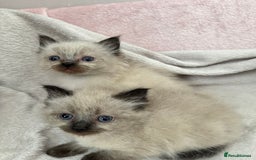 Ragdoll cats for sale: Seal point ragdoll kittens 3 boys and 2 girls  - Image 12