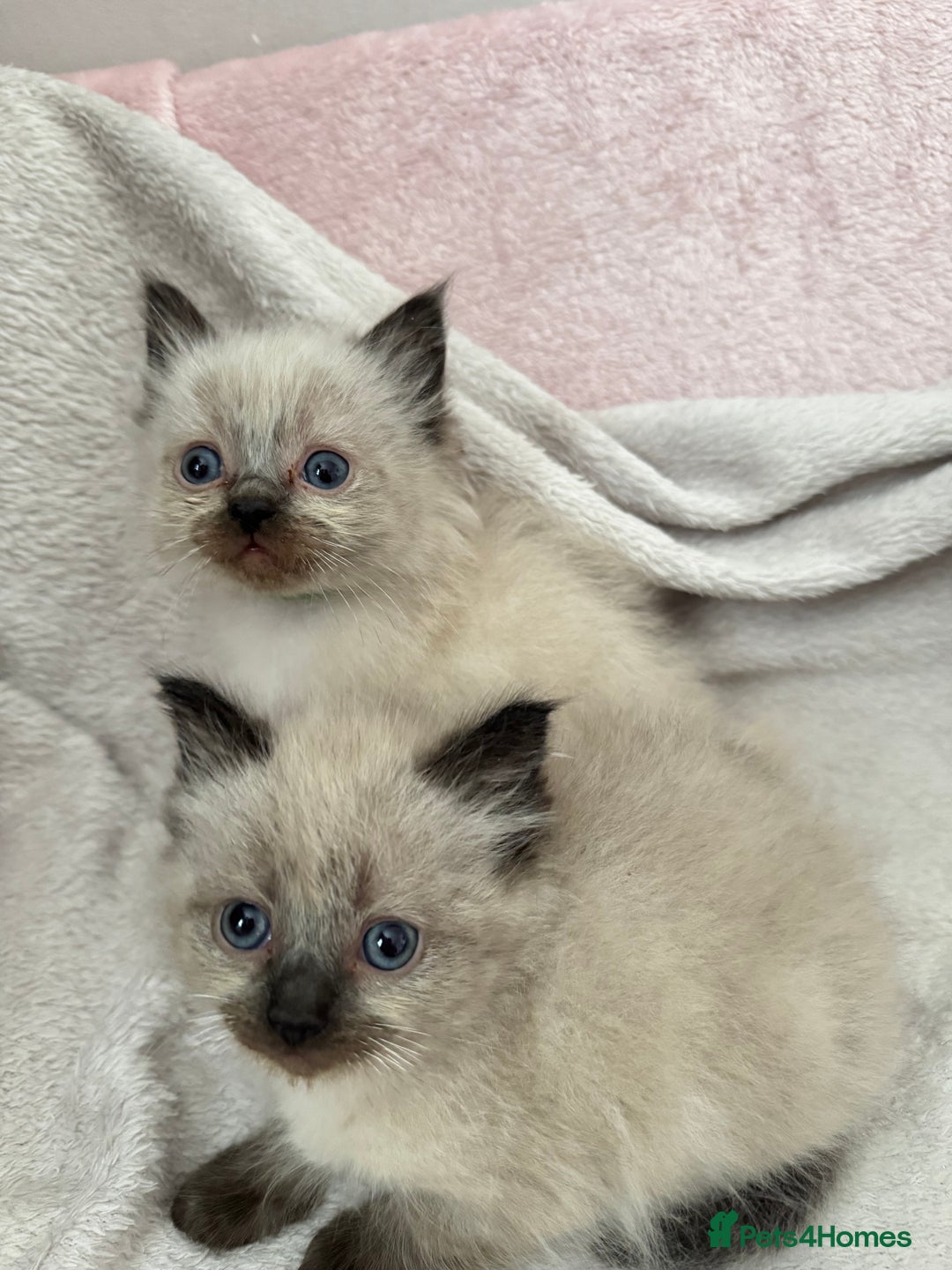 Ragdoll cats for sale: Seal point ragdoll kittens 3 boys and 2 girls  - Image 12