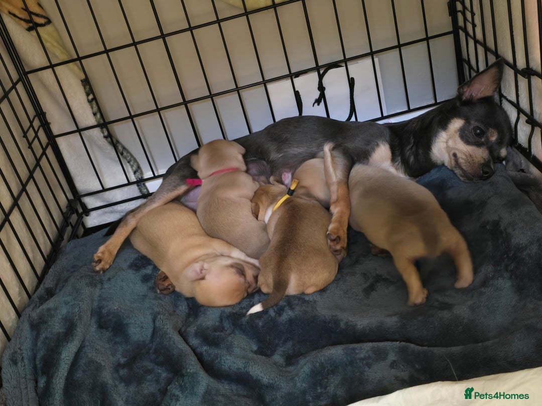 Gallery Image {{count}}