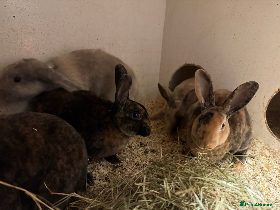 Mixed Breed rabbits for sale: Mixed baby rabbits  - Advert 7