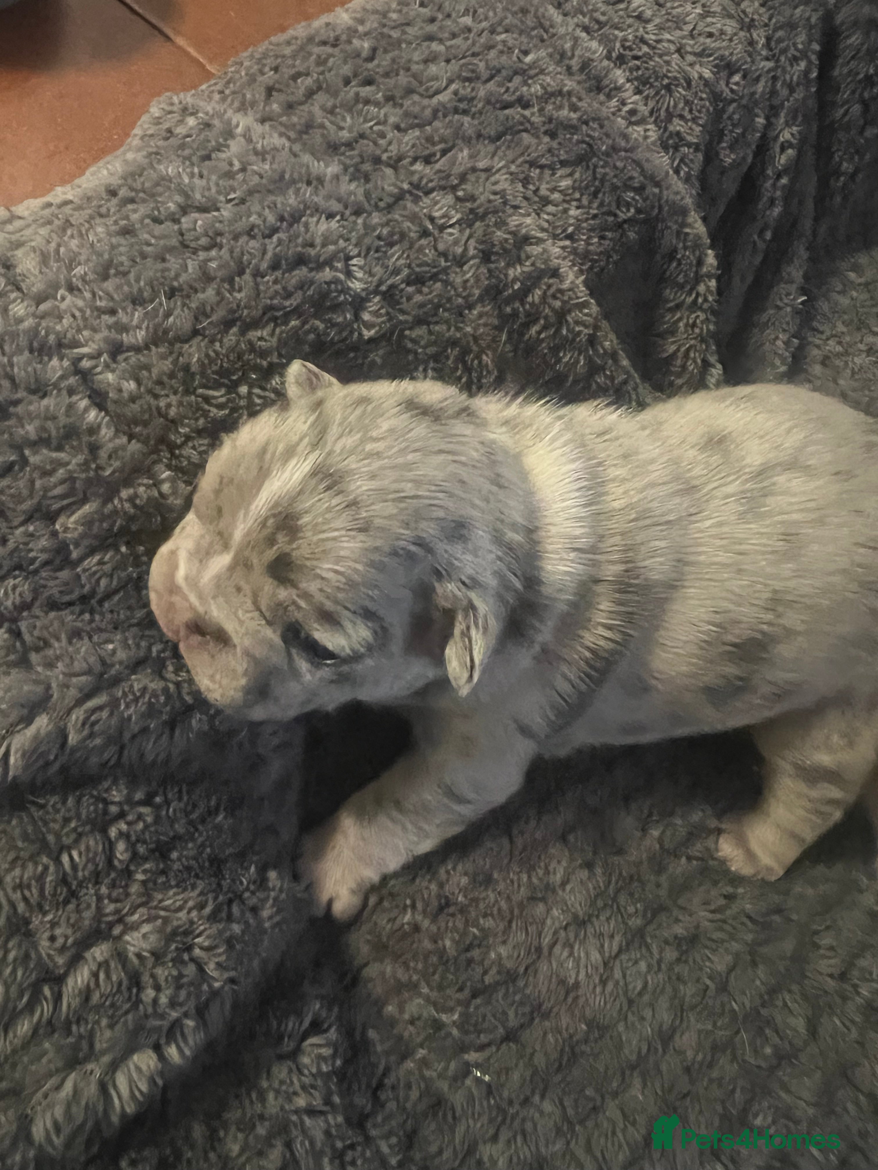 French Bulldog dogs French bulldog  - Advert 1