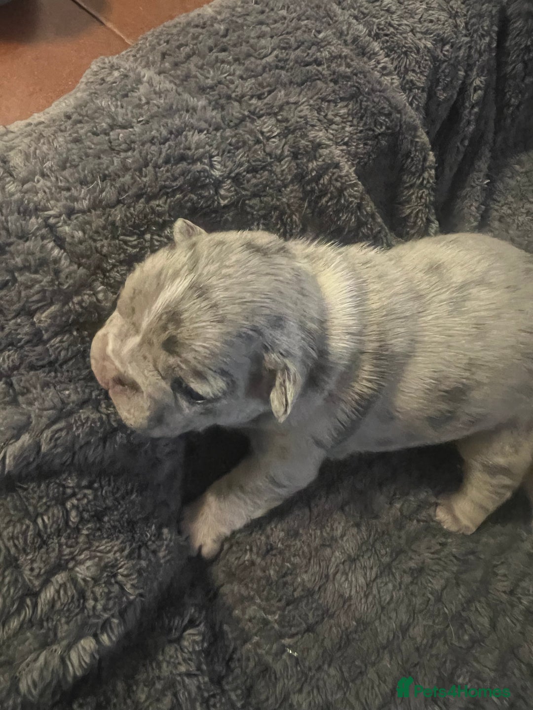 French Bulldog dogs for sale: French bulldog  - Advert 2