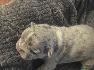 French Bulldog dogs French bulldog - Advert 1