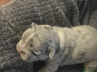 French Bulldog dogs French bulldog - Advert 16