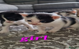 Maine Coon cats for sale: Beautiful Maine Coon X kittens  - Image 5