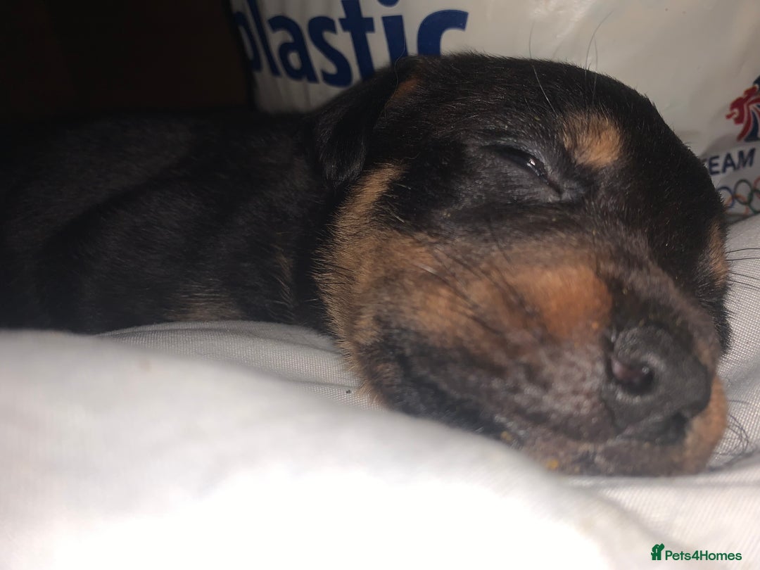 Mixed Breed dogs for sale: 4 stunning boys and 5 even more stunning girls - Advert 14