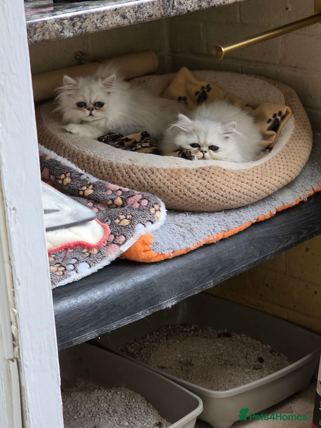 Persian cats for sale: Pedigree Chinchilla Persian kittens  - Advert 3