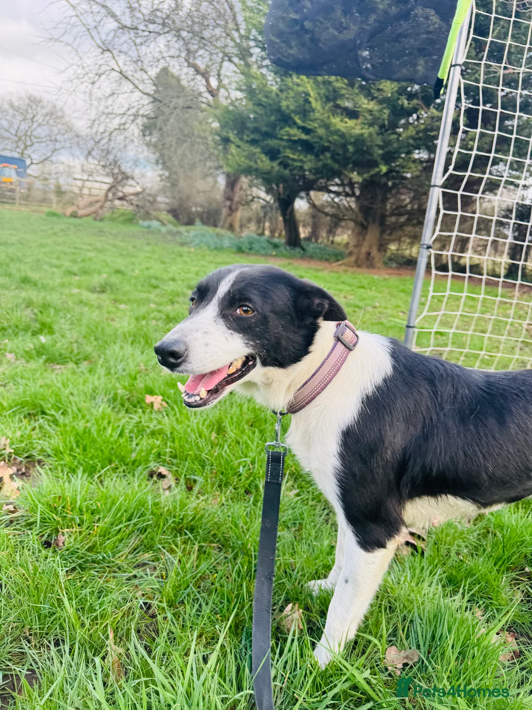 Border Collie dogs for sale: Lovely Border Collie Female To Rehome - Advert 1