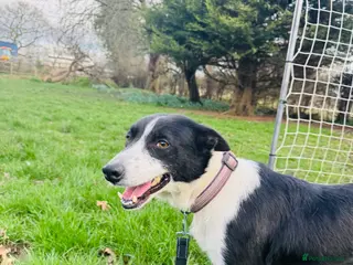 Border Collie dogs Lovely Border Collie Female To Rehome - Advert 1