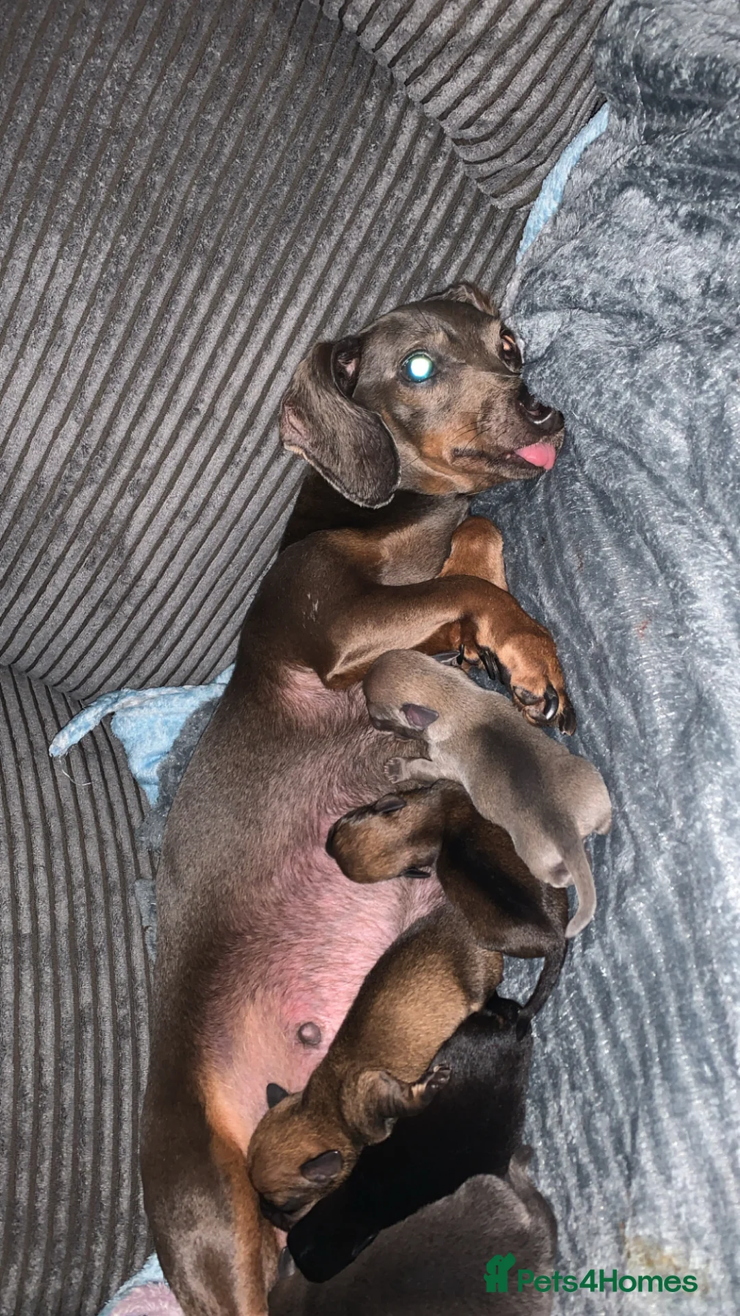 Chiweenie dogs for sale: Beautiful chiweenie pups  - Advert 2