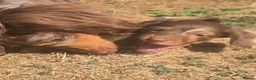 Miniature Dachshund dogs for sale: Ready Now  - Advert 22