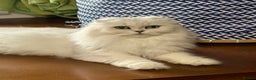 Scottish Fold cats for sale: Loyal girl  - Advert 4