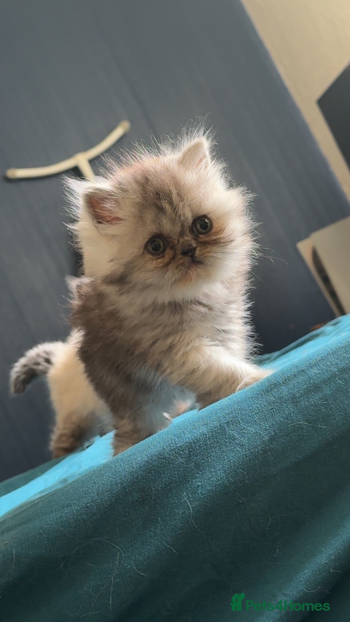 Persian cats 3 Persian female kittens Delivery Available  - Advert 19