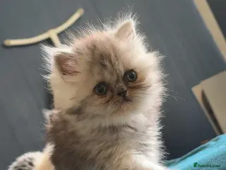 Persian cats 3 Persian female kittens Delivery Available - Advert 15
