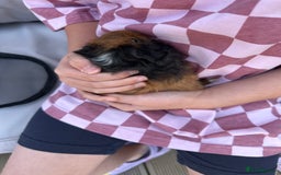 Guinea Pig rodents for sale: 2 beautiful female guinea pigs  - Image 7