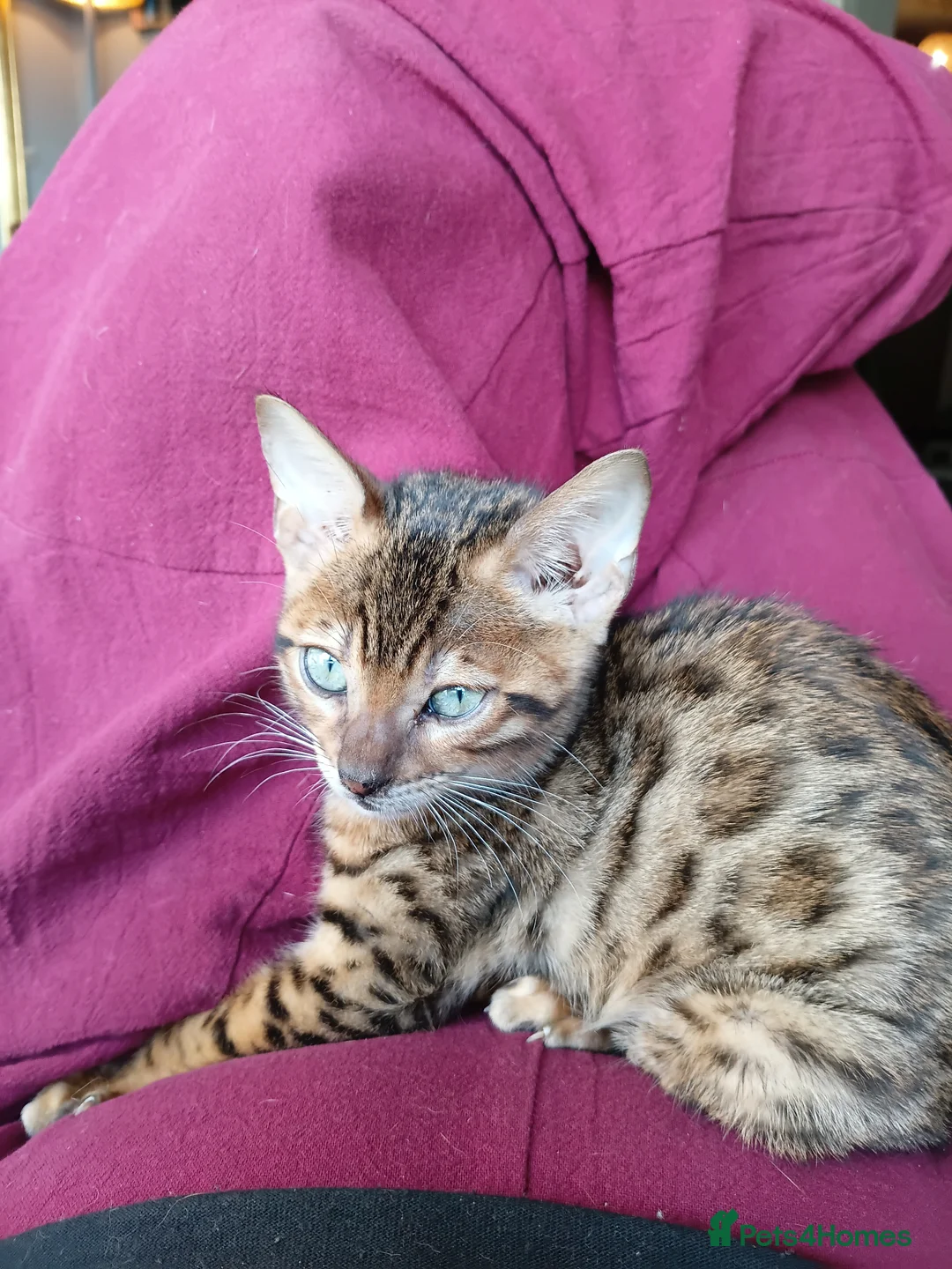 Bengal cats for sale: Bengal boy 12 weeks - Advert 2
