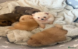 Pomeranian dogs for sale: ** Pomeranian Puppies 🐶🤍🐻🤎 - Image 27