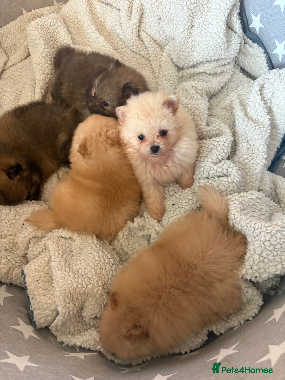 Pomeranian dogs for sale: ** Pomeranian Puppies 🐶🤍🐻🤎 - Image 27