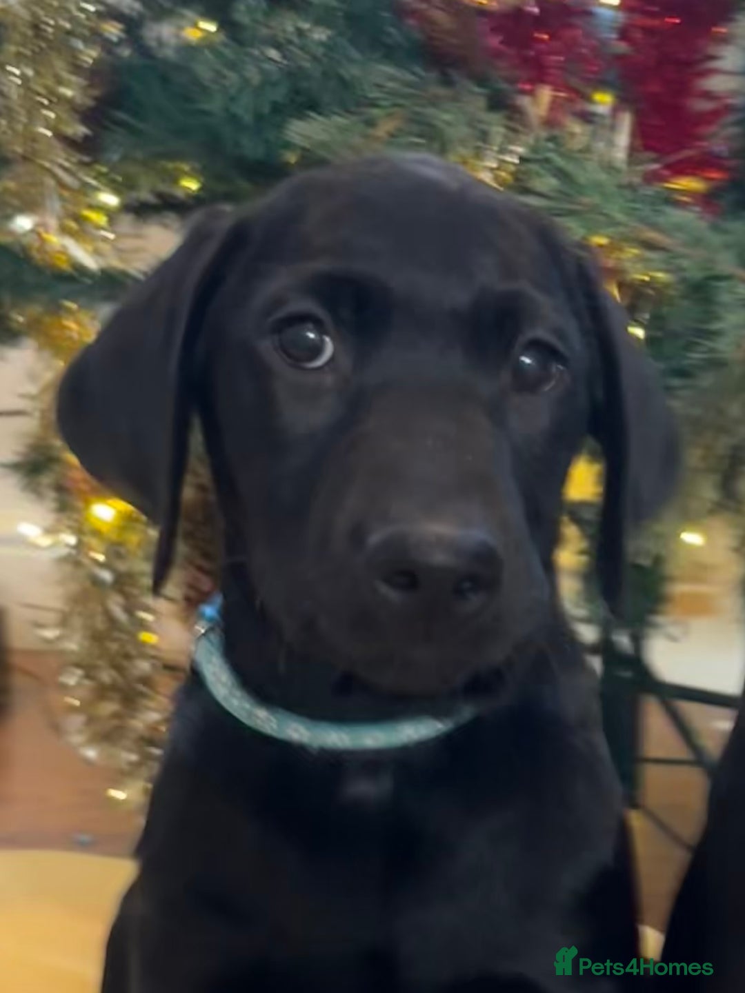 Labrador Retriever dogs for sale: KC Fully Health Tested Outstanding Working Line - Advert 5