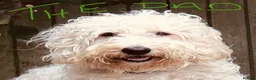 Labradoodle dogs for sale: Miniature Scruffy/ Bearded Labradoodle Puppies  in Taunton - Advert 3